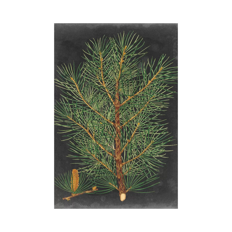 Dramatic Pine II by Vision Studio - Wrapped Canvas Print, 20.32 cm H x 30.48 cm W