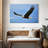 Brampt Gliding Bald Eagle-107689090