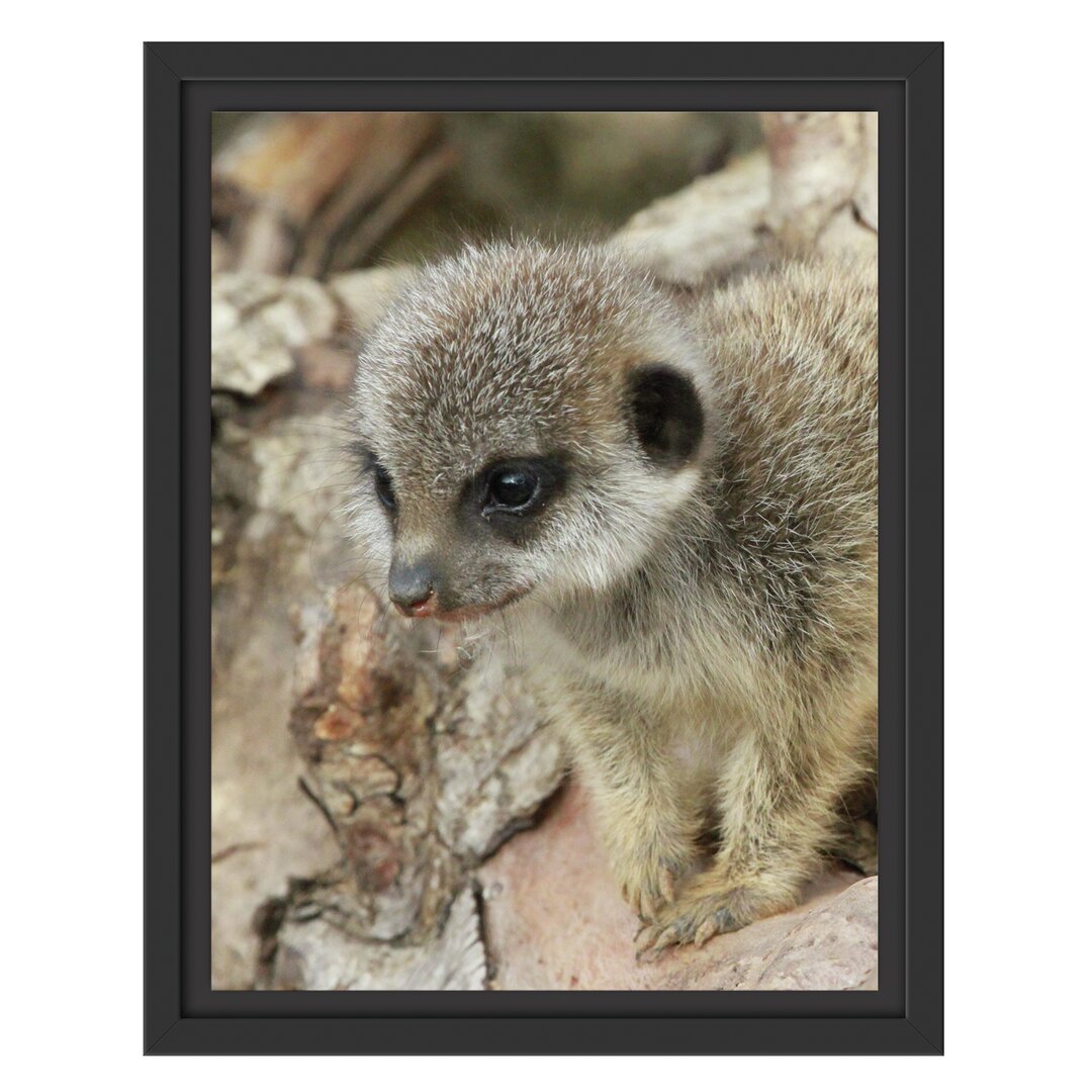 Gerahmtes Wandbild junges Erdmännchen auf Baum