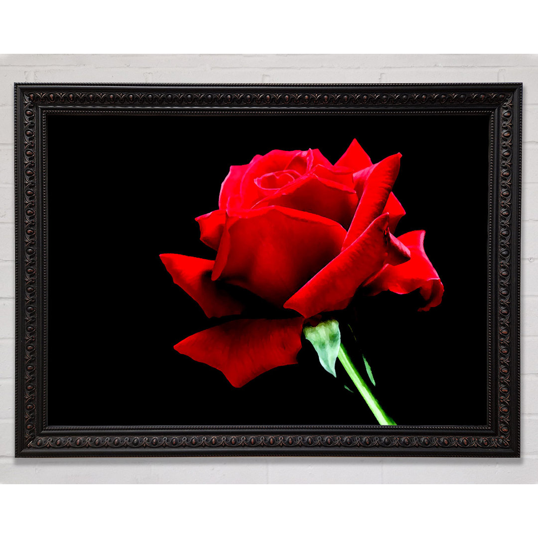 Red Rose Silver Velvet - Einzelner Bilderrahmen Kunstdrucke