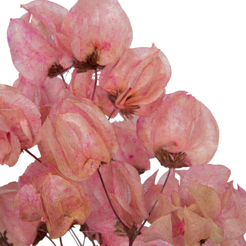 Preserved Cara Blossom Arrangement, Pink