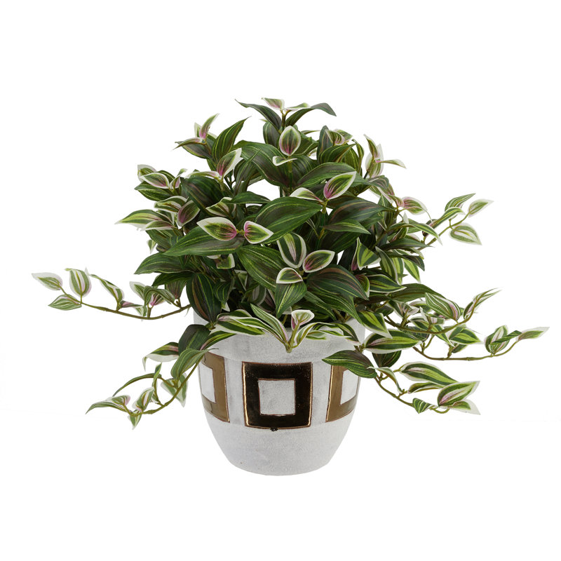 Plante de feuillage jew en pot