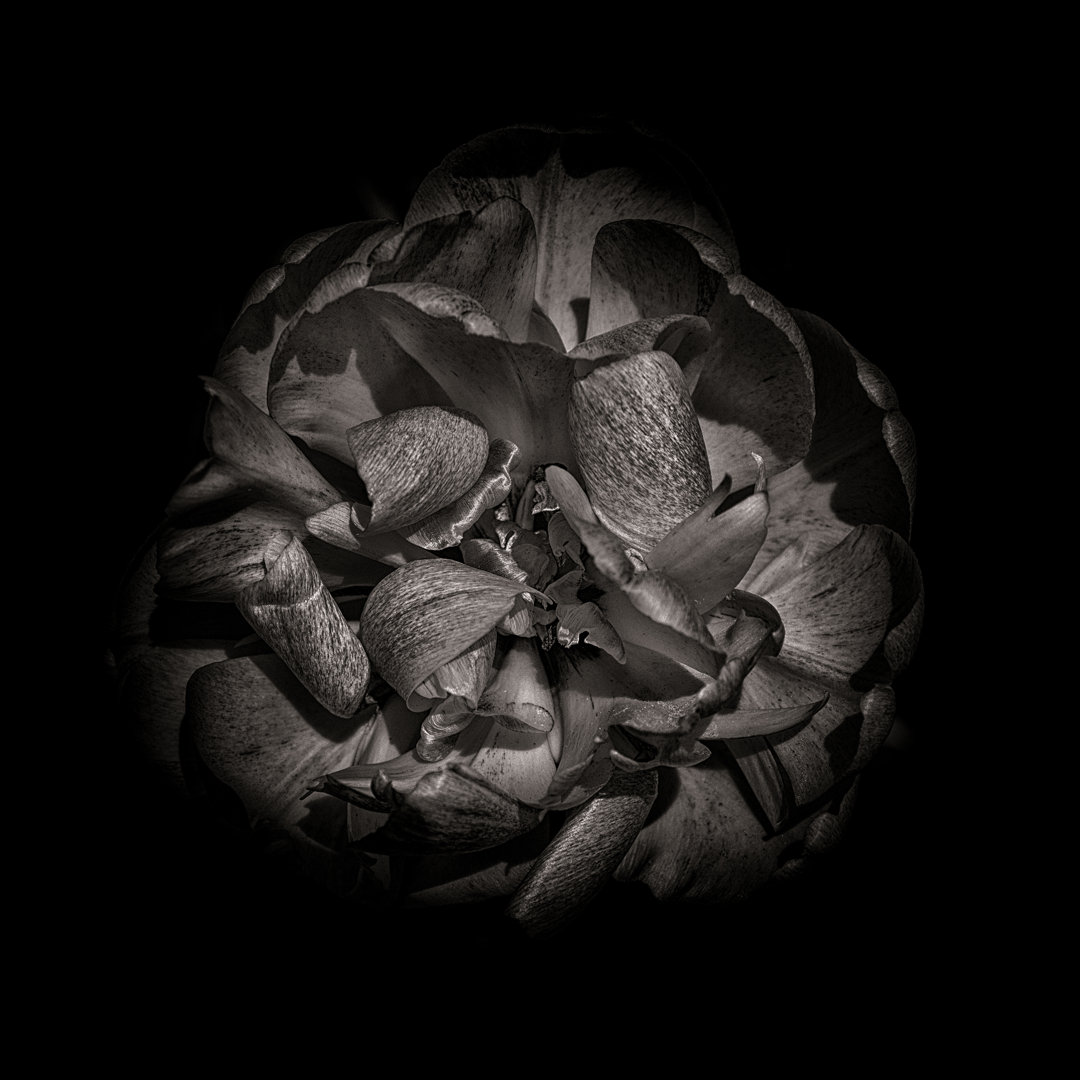 Leinwandbild Black and White Peony I von Brian Carson