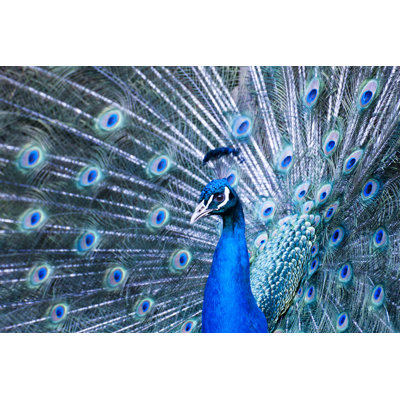 Peacock male - Pavo cristatus