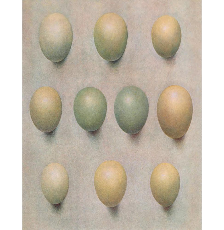 «Eggs of British Diving Ducks» par Henrik Gronvold - Art mural sur toile tendue avec châssis, H 24 po x l 17 po
