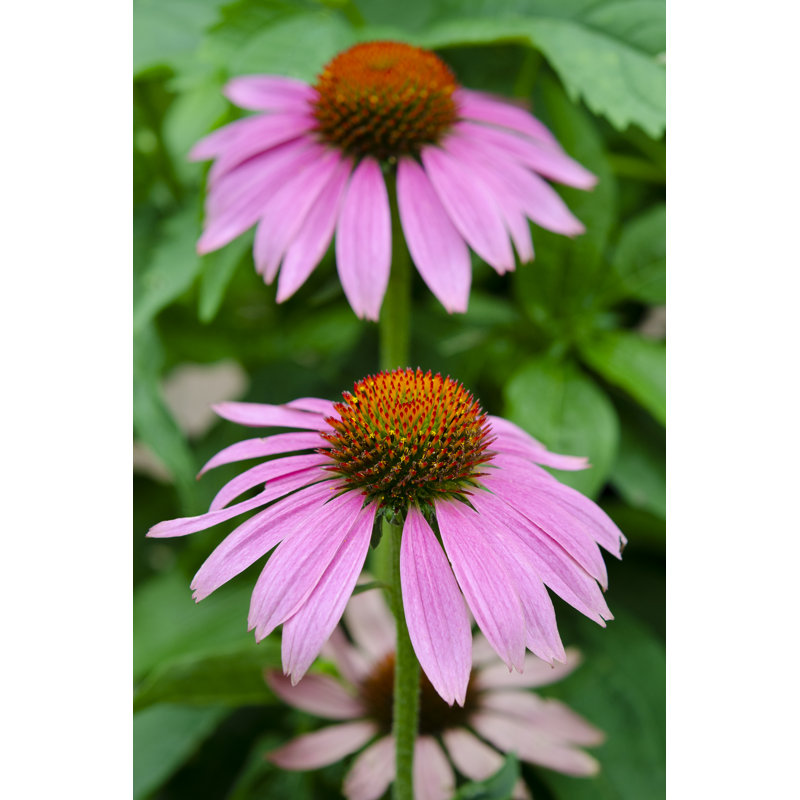 Pink Coneflowers II - Photograph, 122 cm H x 81 cm W, Black Floater Framed