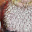 Statue de jardin Exhart Solar Meditating Yoga Owl