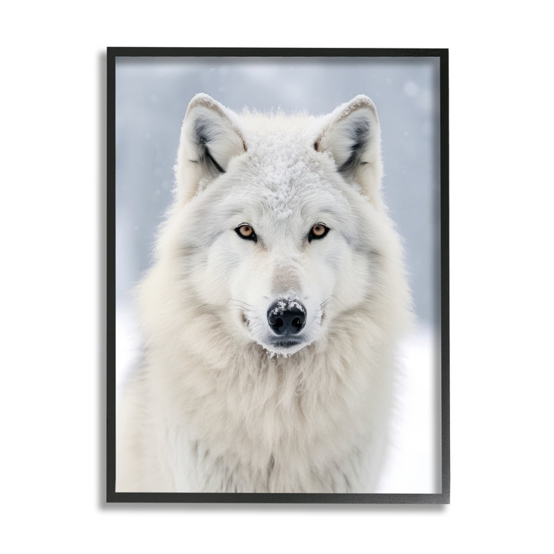 «White Wolf in Snow» par Ray Powers, reproduction d'art sur toile, Giclée encadrée noir minuit, H 20 po x l 16 po x P 1,5 po