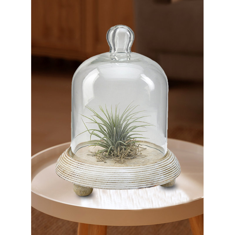 Terrarium d'intérieur, H 7,5 po x l 6 po x P 6 po