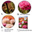 Rose, blanc, orange, œillets, art mural sur toile-95870839-95870841
