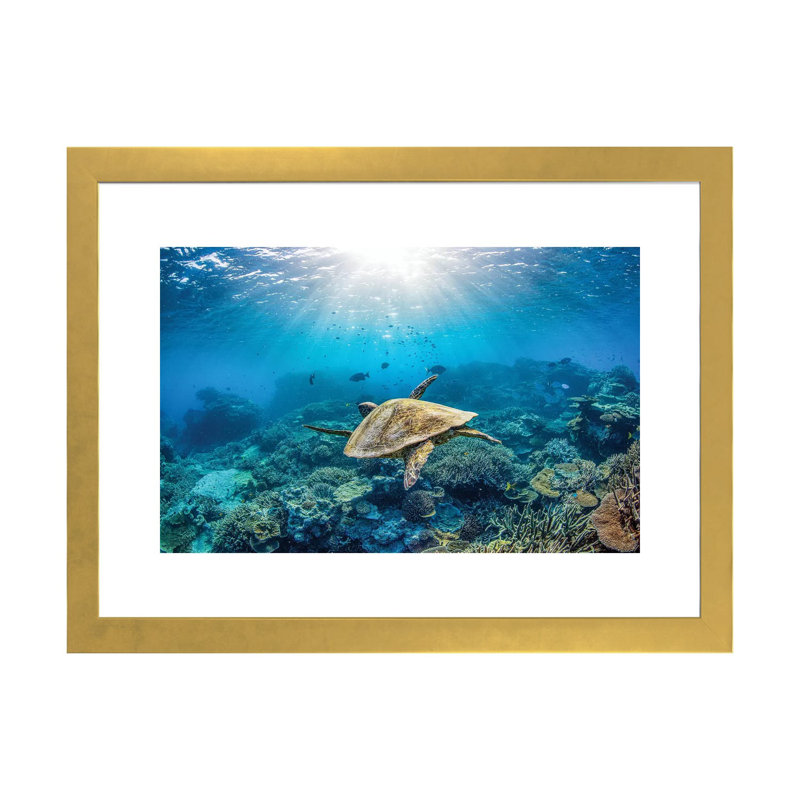 Reef Glider par Jordan Robins - reproduction d'art, Blanc, Papier encadré doré, H 16 po x l 24 po x P 1 po