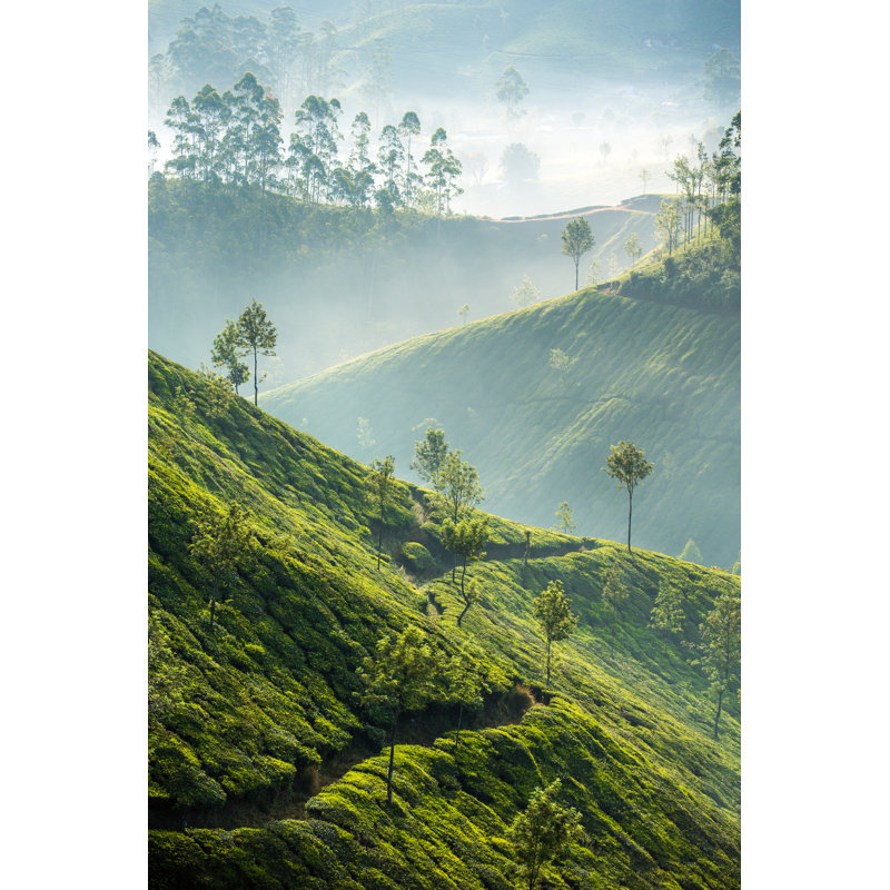 Tea Plantations In Munnar - Wrapped Canvas Print, 46cm H x 30cm W x 3.8cm D
