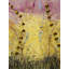 Facing Your Dream Painting by Mary Farmer-26934471-26934472