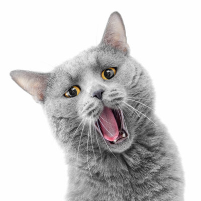 Cat - Wrapped Canvas Print