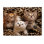 Alexan «Kittens 3», reproduction de photo sur toile tendue