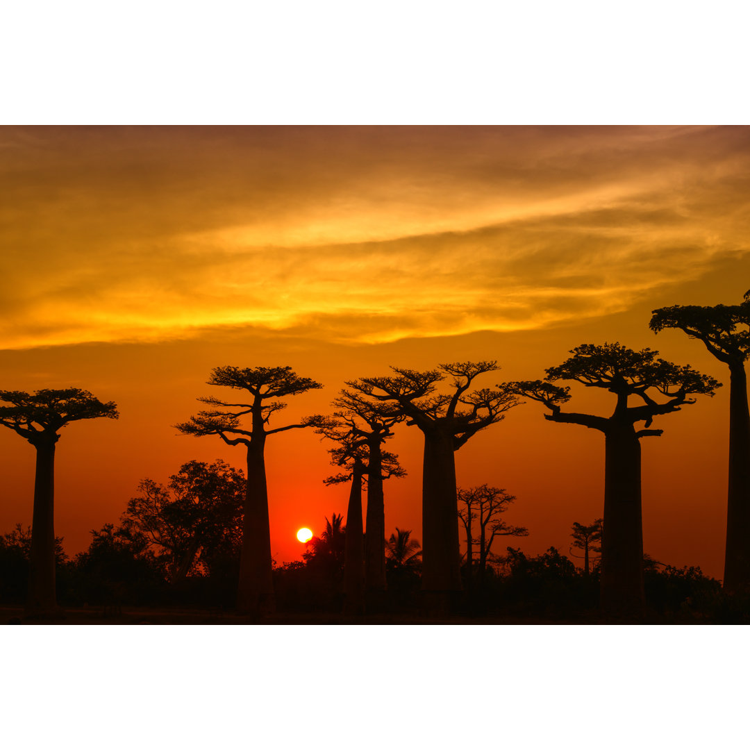 Silhouette der Baobab-Bäume in Madagaskar von Guenterguni - Drucken