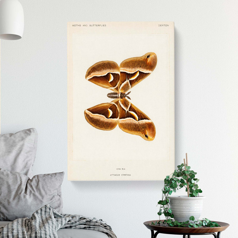 Ailanthus Silk-Moth - Wrapped Canvas Painting, 50cm H x 35cm W x 3cm D