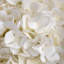 Anastasija Arrangement-1038311199-1038311193