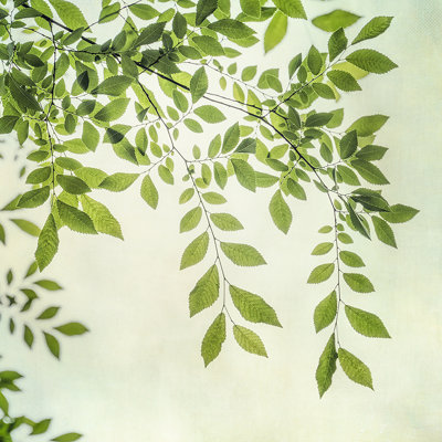 Lumière d'été I