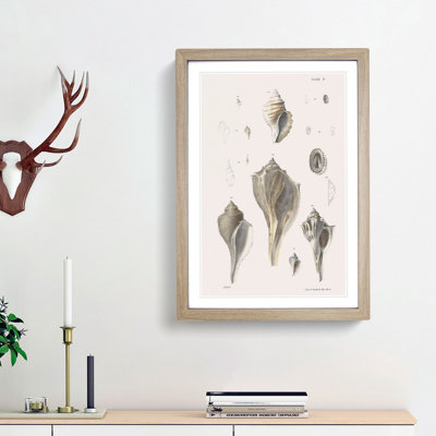 Types of Seashells PL. 9 by J.E. De Kay - Framed Print