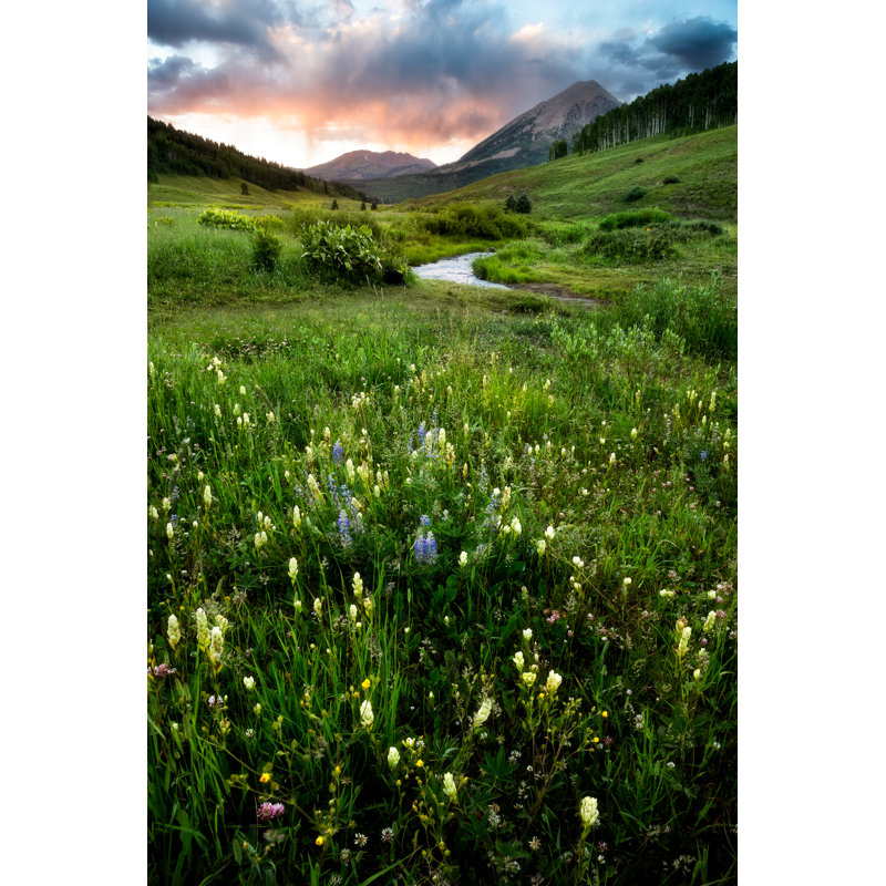 Wildflowers In Crested Butte by Adam-Springer - Wrapped Canvas Print, 30cm H x 20cm W x 3.8cm D