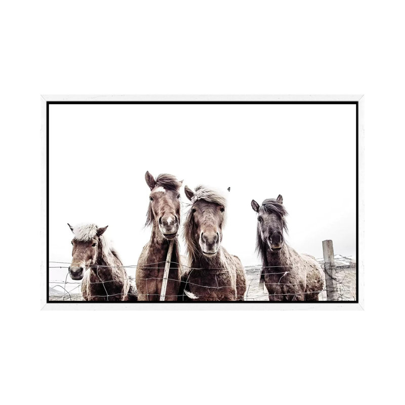 Iceland Horses Faxi And Fifi by Monika Strigel - Print on Canvas, 101.6 cm H x 66.04 cm W, White Framed