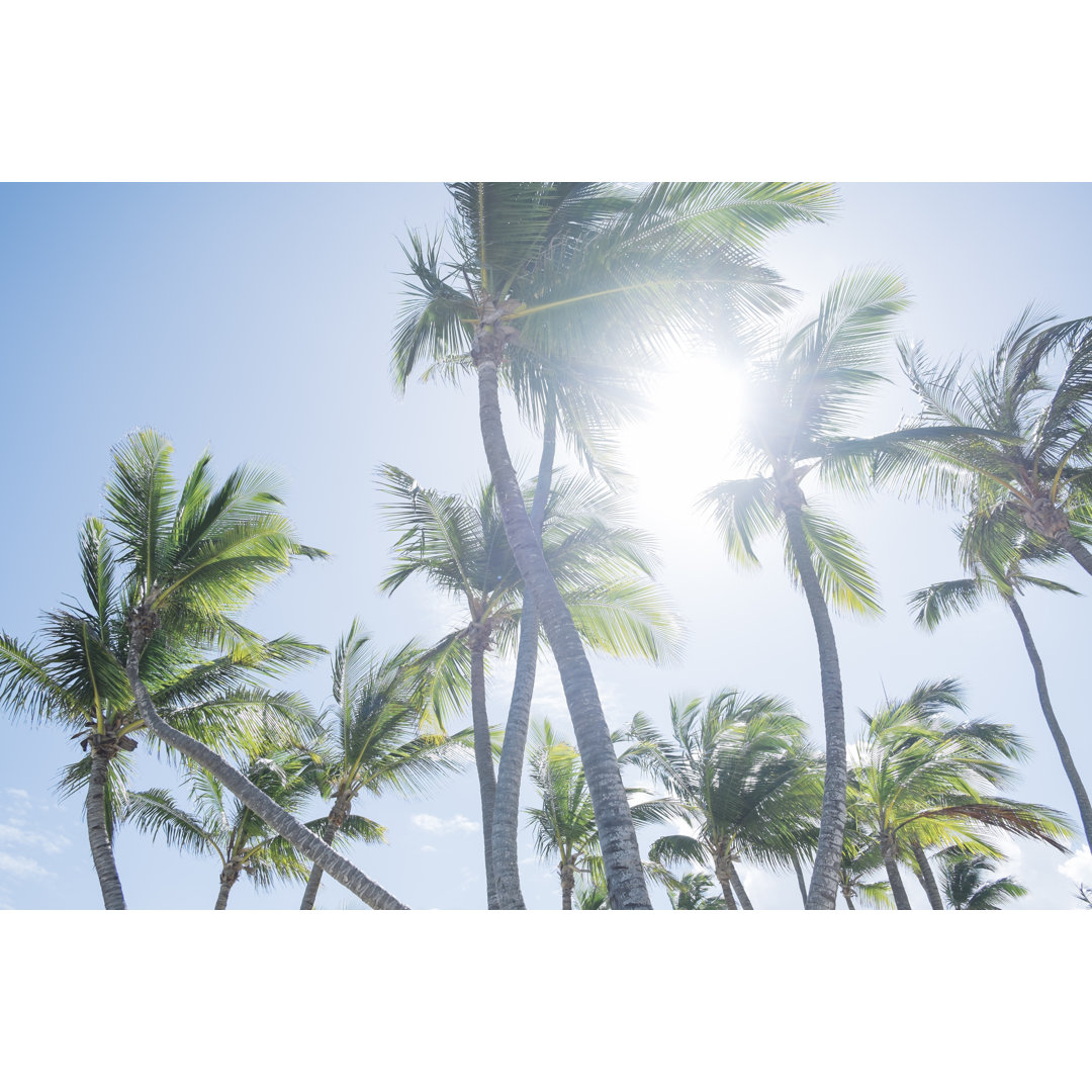 Palm tree leaves