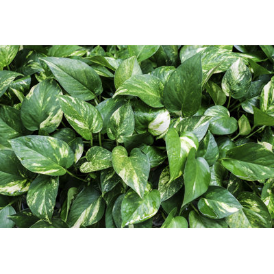 Golden Pothos - Wrapped Canvas Print