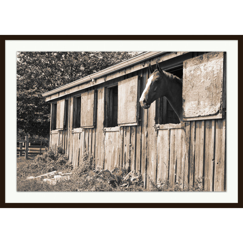 Barn Horse' Framed Photographic Print on Glass, 29.75" H x 41.75" W x 1.25" D, Espresso Framed