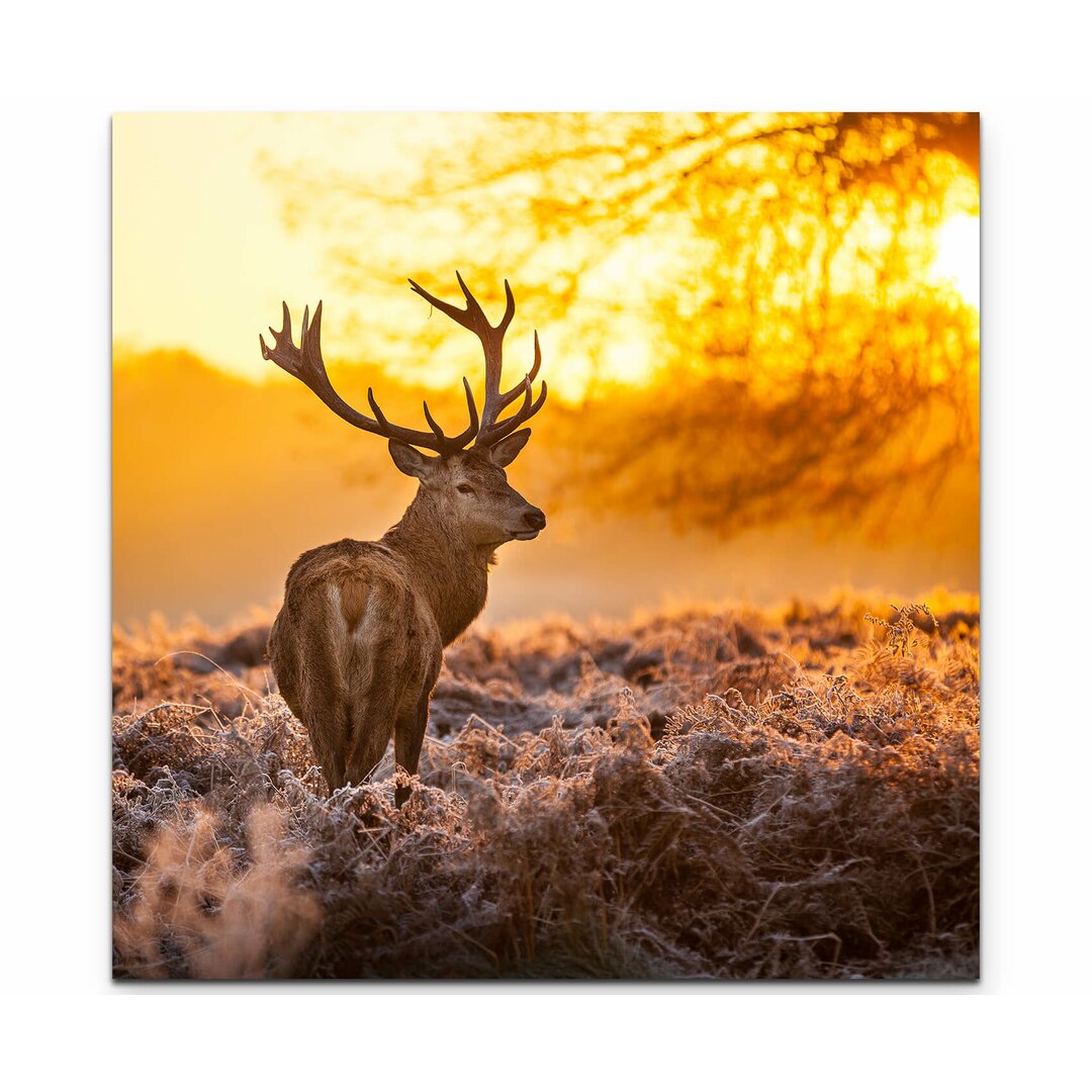 Leinwandbild Hirsche im Morgenlicht