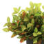 Outdoor Croton Bush Arrangement In A Fiberstone Pot-107949445