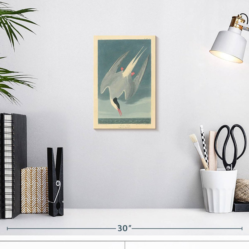 Sterne arctique Brampt, H 12 po x l 8 po