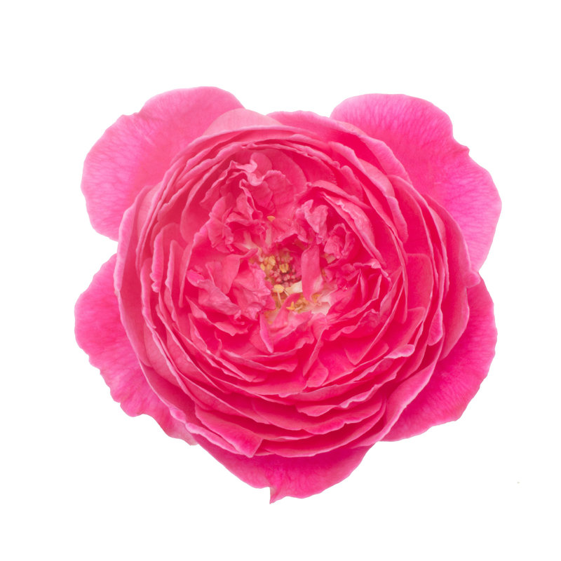 Damask Rose - Photographie sur toile tendue, H 36 po x l 36 po