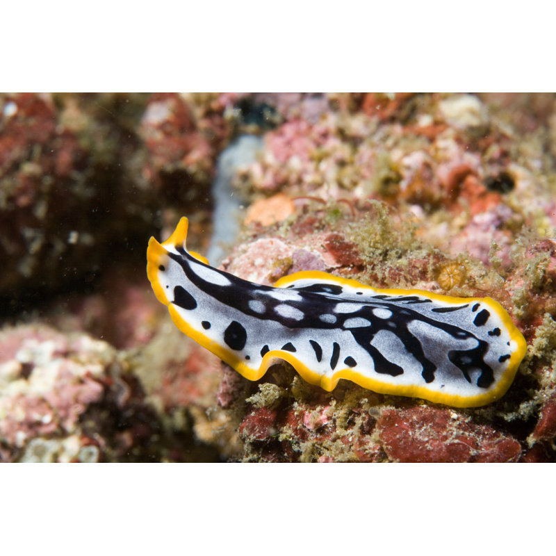 Flatworm On Reef by Divography - Wrapped Canvas Print, 61cm H x 91cm W