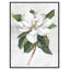 «Pearly Beauty I Print» par Eva Watts-129166350-129166353-129166415