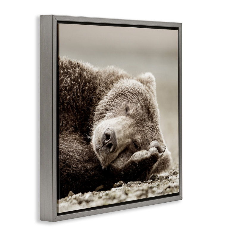 Art sur toile Cozy Sleeping Bear par Danita Delimont, Cadre flottant gris lustré, H 18 po x l 18 po