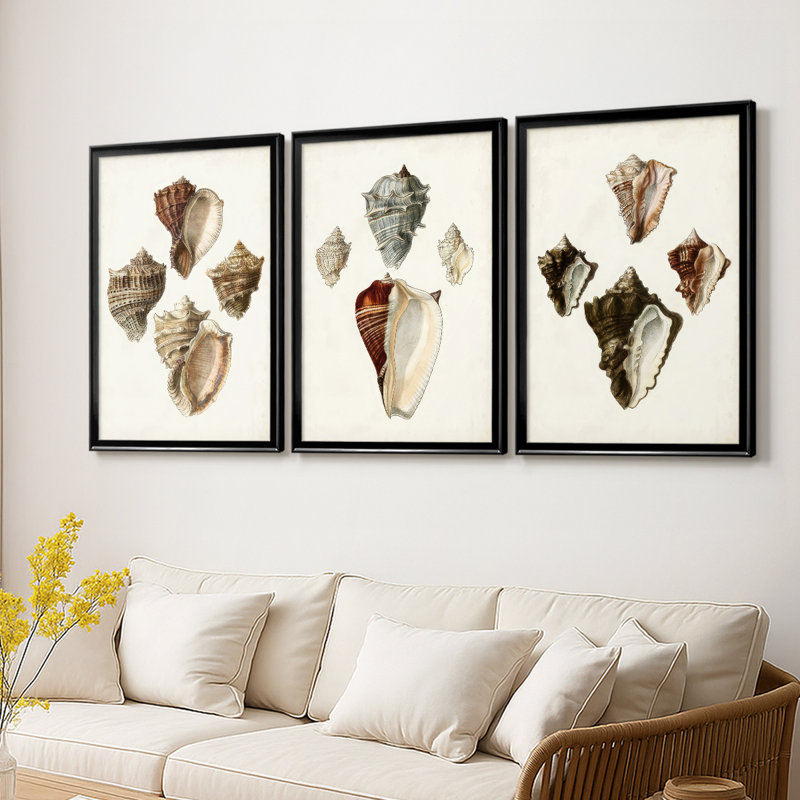 Sowerby Shells I  -Custom Framed  Wrapped Gallery Canvas - 3 Pieces, Black, 21" H x 30" W
