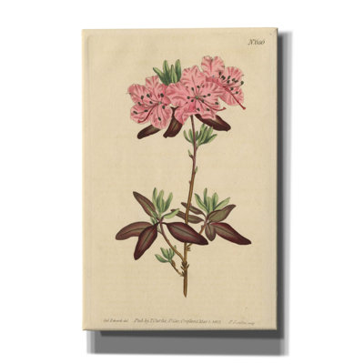 «Dots Leaved Rhododendron» par Art Licensing Studio, art mural sur toile, 26 po x 40 po