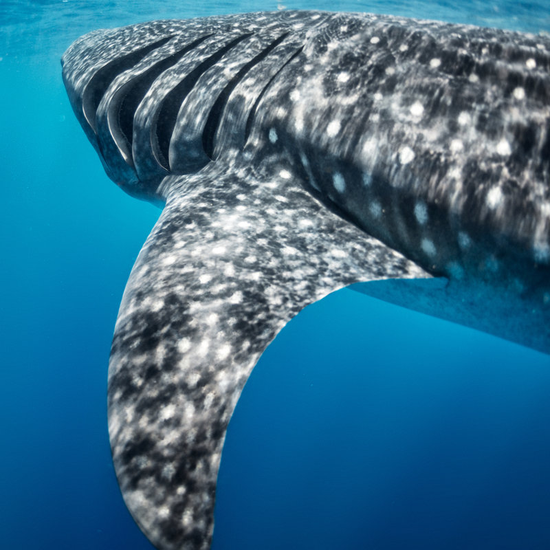 Huge Whale Shark by EXTREME-PHOTOGRAPHER - Wrapped Canvas Print, 51cm H x 51cm W