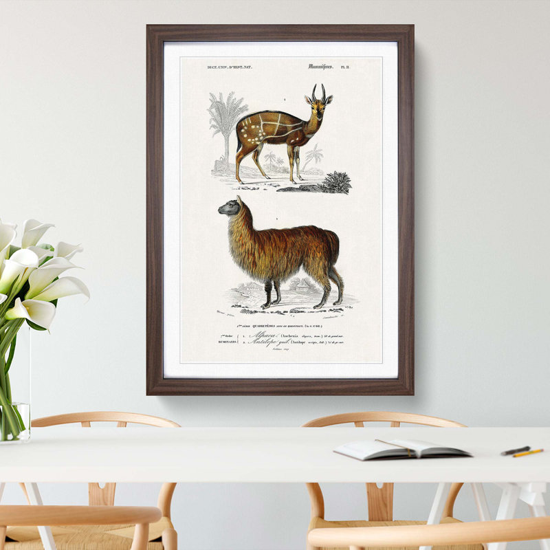 Alpaca And Antelope by Charles D'Orbigny - Single Picture Frame Painting, 33cm H x 24cm W x 2cm D, Walnut Framed