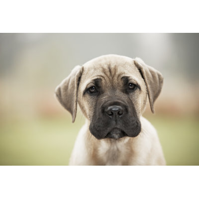 " Sad Puppy " by Chalabala
