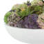 Assorted Sedum and Succulent Arrangement in Round Planter