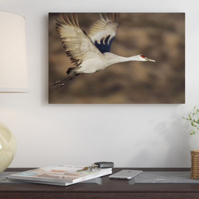 " Sandhill Crane Flying "