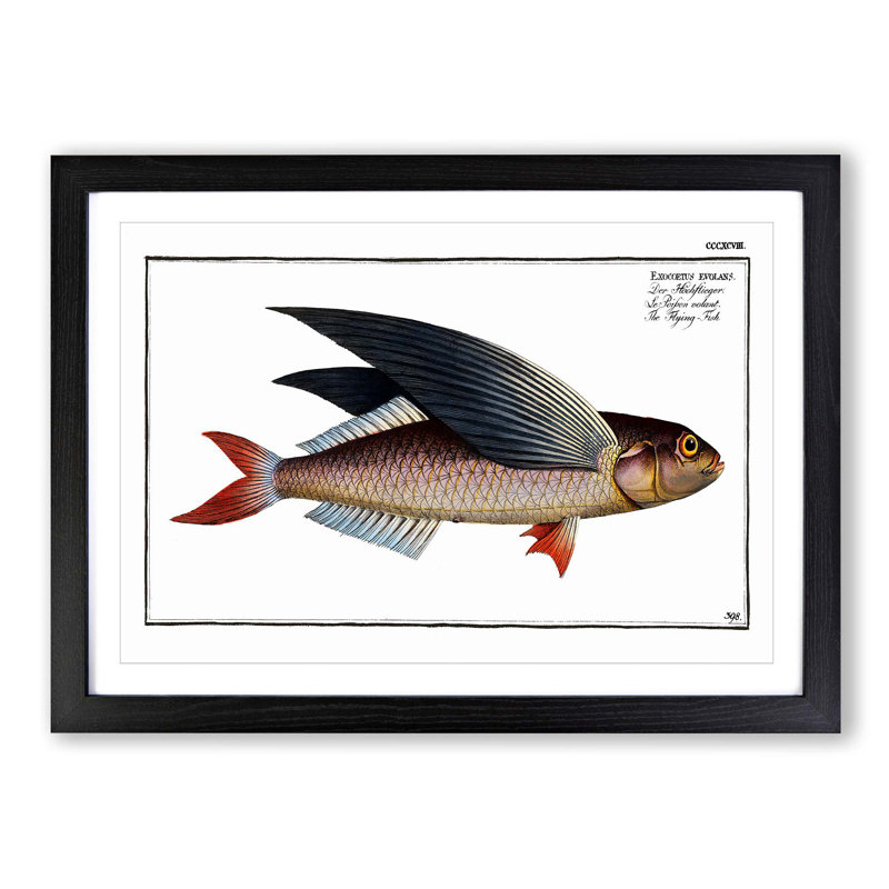 A Flying-Fish by M.E. Bloch - Single Picture Frame Painting, 45cm H x 63cm W x 2cm D, Black Framed