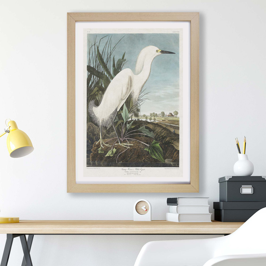 Snowy Heron by James Audubon - Framed Print