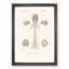 Human Brain Illustration by Charles d'Orbigny - Picture Frame Drawing Print-55578939-55578938
