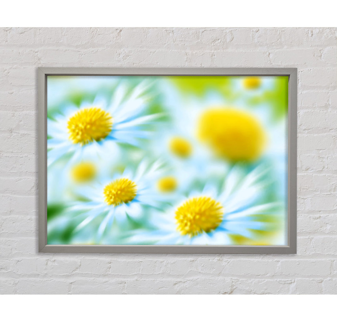 Soft Hue Of White Daisies - Single Picture Frame Kunstdrucke auf Leinwand