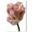 Droplet Tulip II Print by Oliver Gal-321083687-321083705