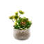 Faux Succulent Plant in Ceramic Planter