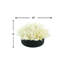 Arrangement de pampas en pot